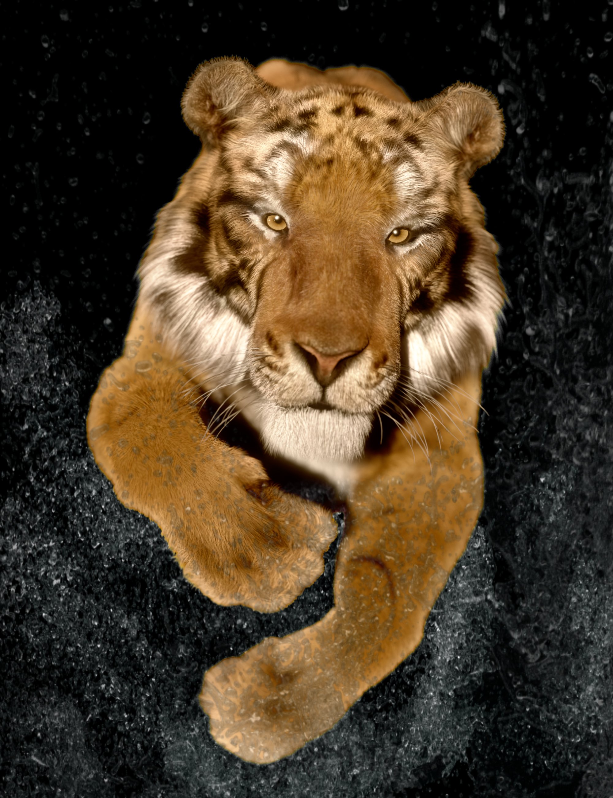 Felidae by AM - Tiger 1 Felidae by AM - Tiger