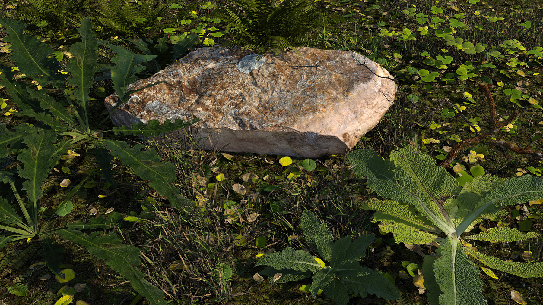 lichen rock