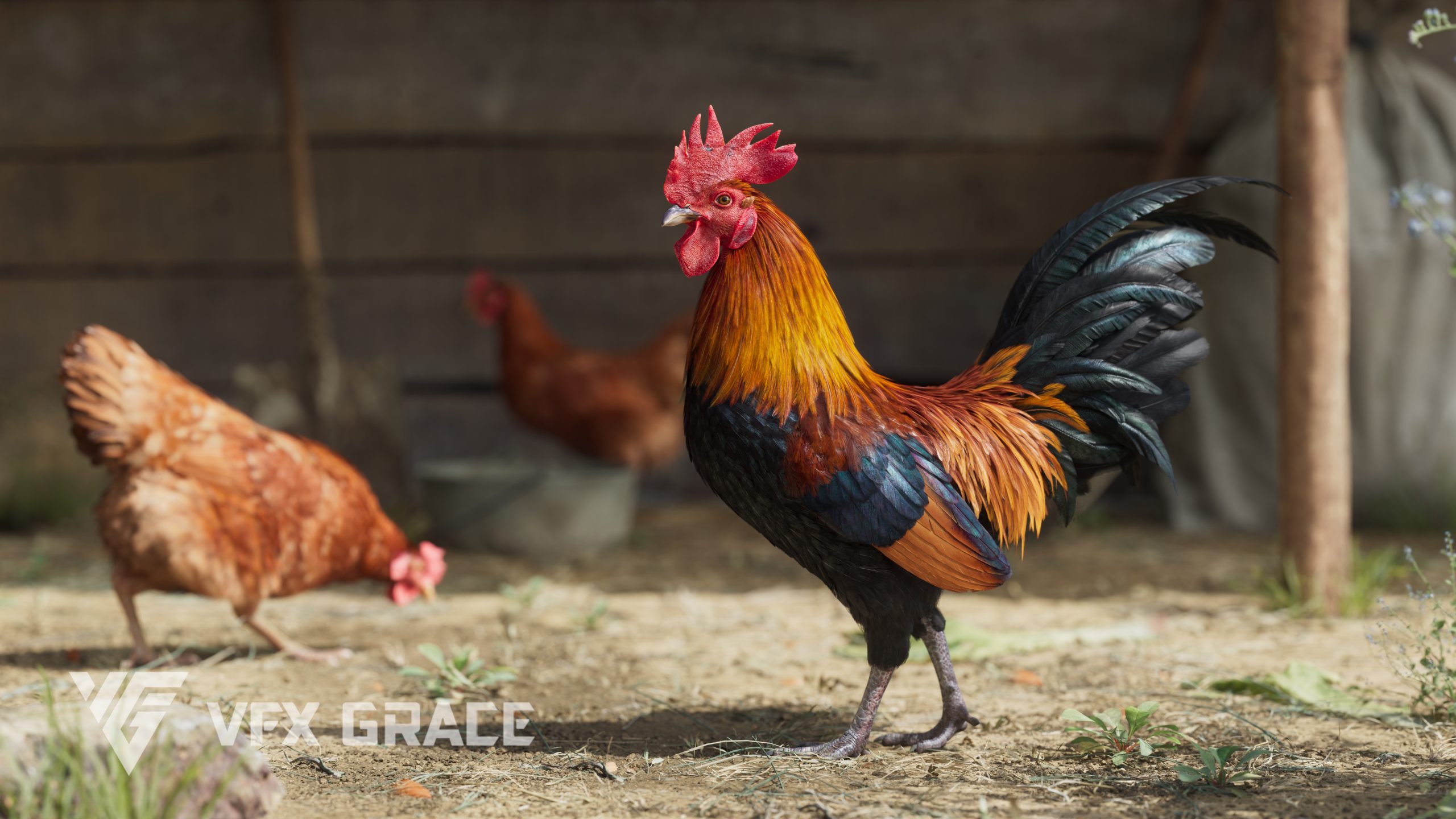 JF0L629A1 BlackCock Display Foraging 02 scaled 1770332465