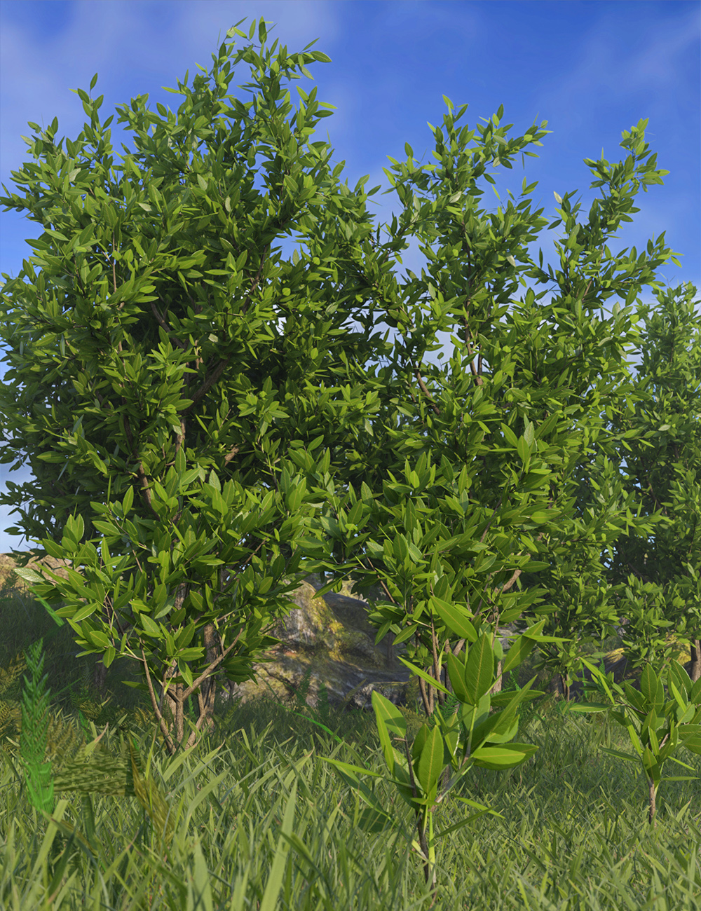 groundcoversaplings00maindaz3d 1770678712