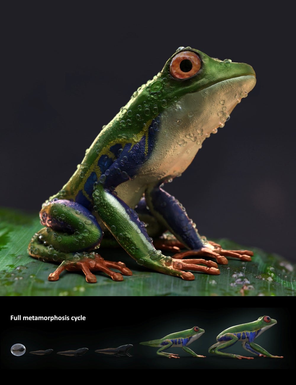00 main amazon tree frogs and tadpole daz3d 1 1772770484
