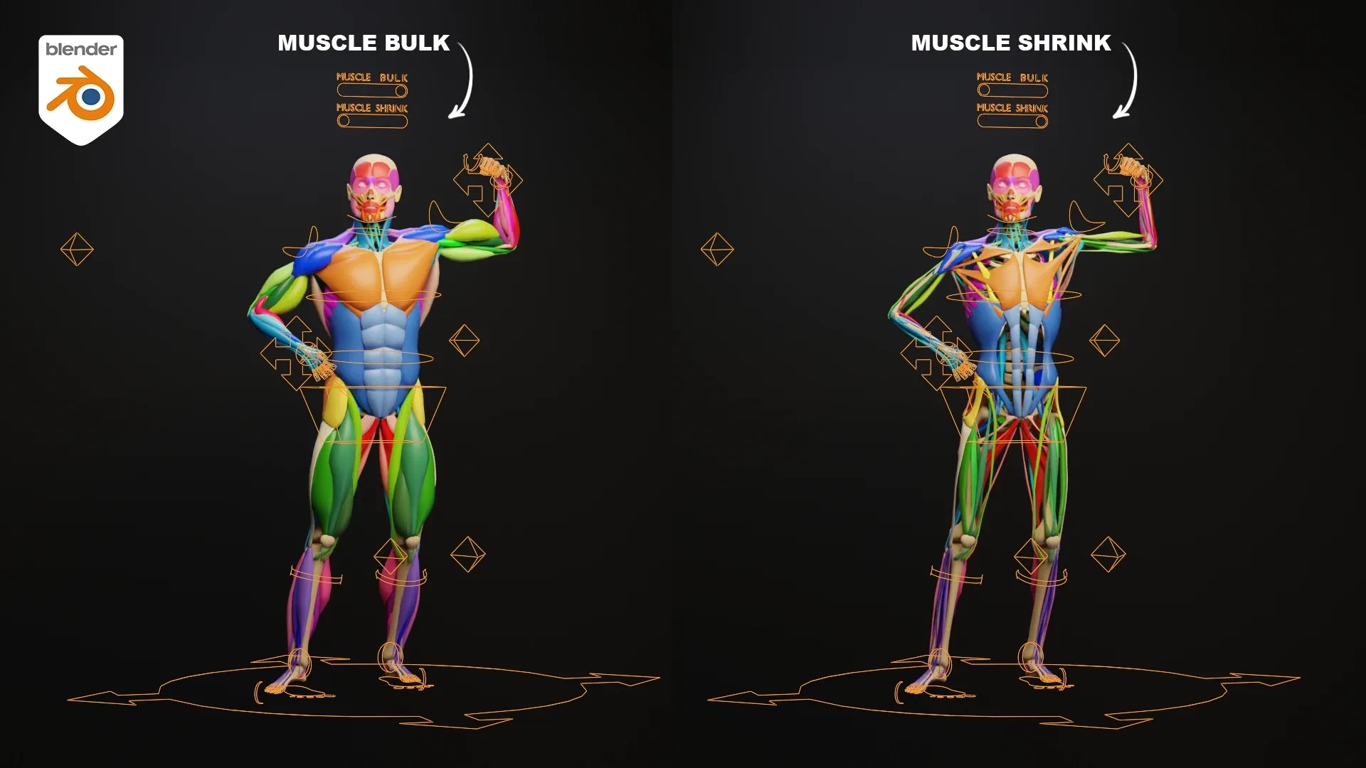 Muscle Anatomy - Ecorche Rigged 1 Muscle Anatomy - Ecorche Rigged