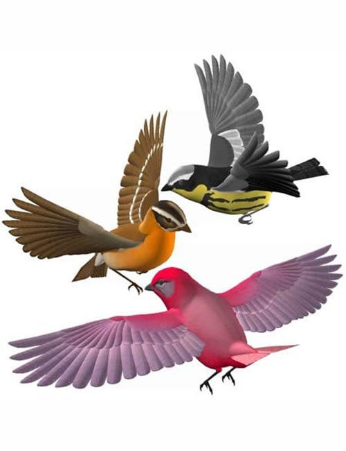 songbird large 1775989352