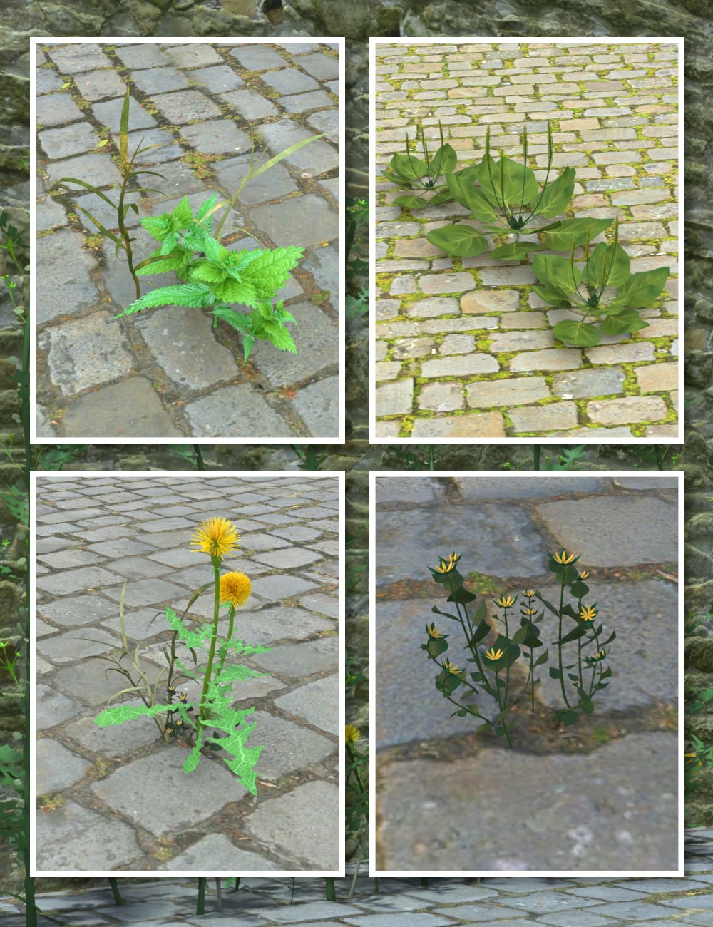 Urban Weeds 1 https://new.imagehostx.com/upload/2026/04/22/Main_1776839504.jpg