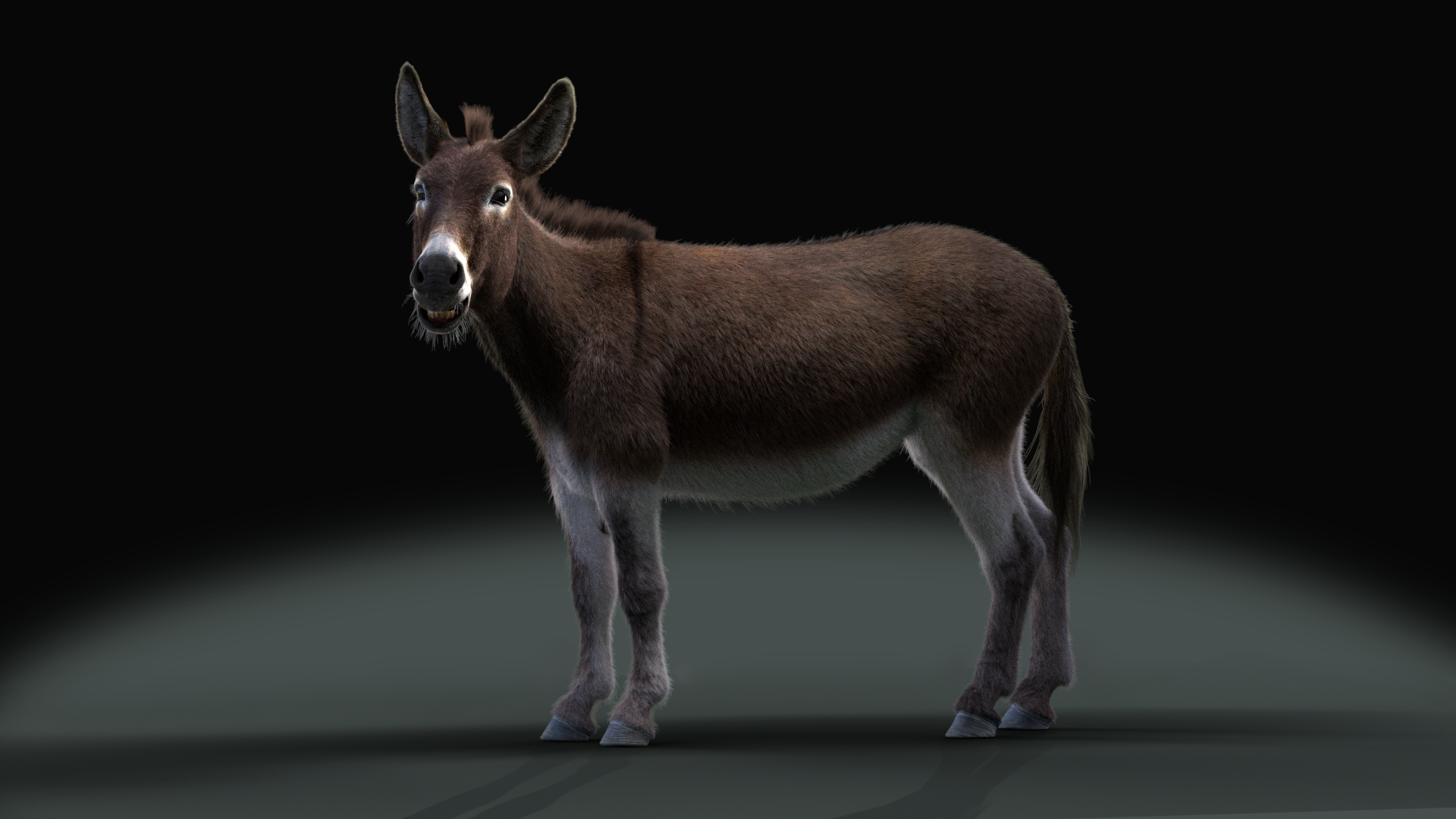 Equus asinus Effect map02 result 1777139230