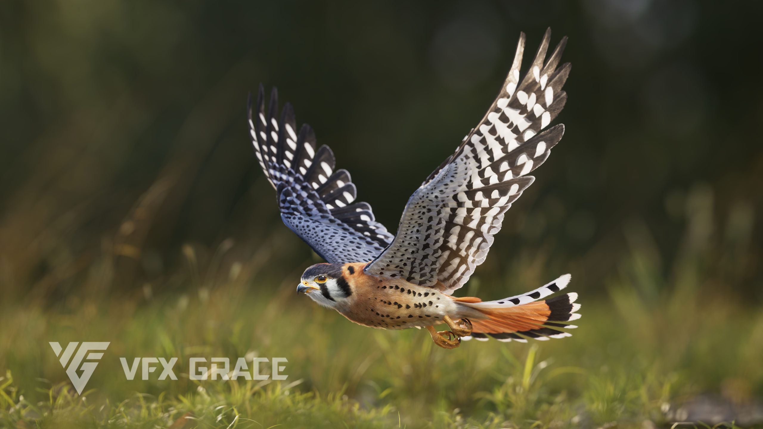 JC0O4X0D AmericanKestrel Display A 02 scaled 1 1777139772
