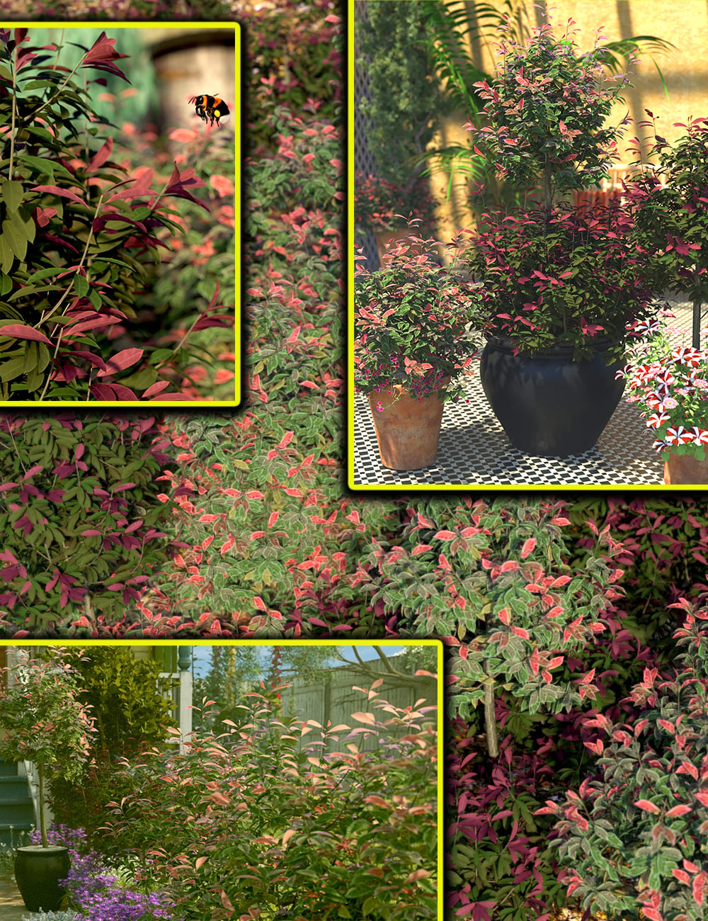 gardenshrubsphotinabushes00maindaz3d 1777487397