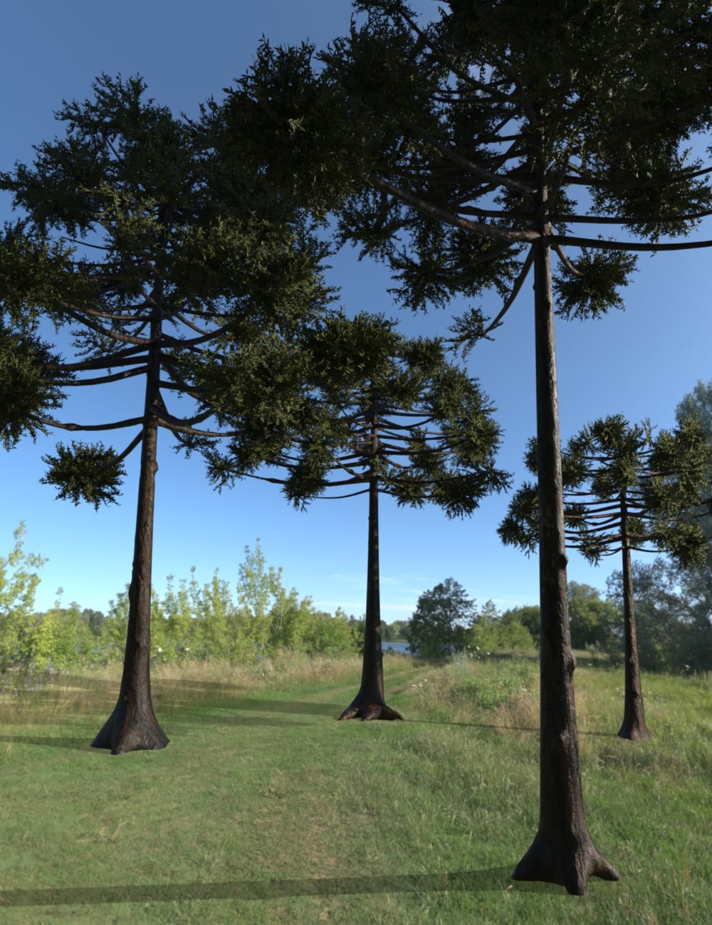 Araucaria Angustifolia 1 https://new.imagehostx.com/upload/2026/05/23/araucariaangustifolia00maindaz3d_1779519950.jpg