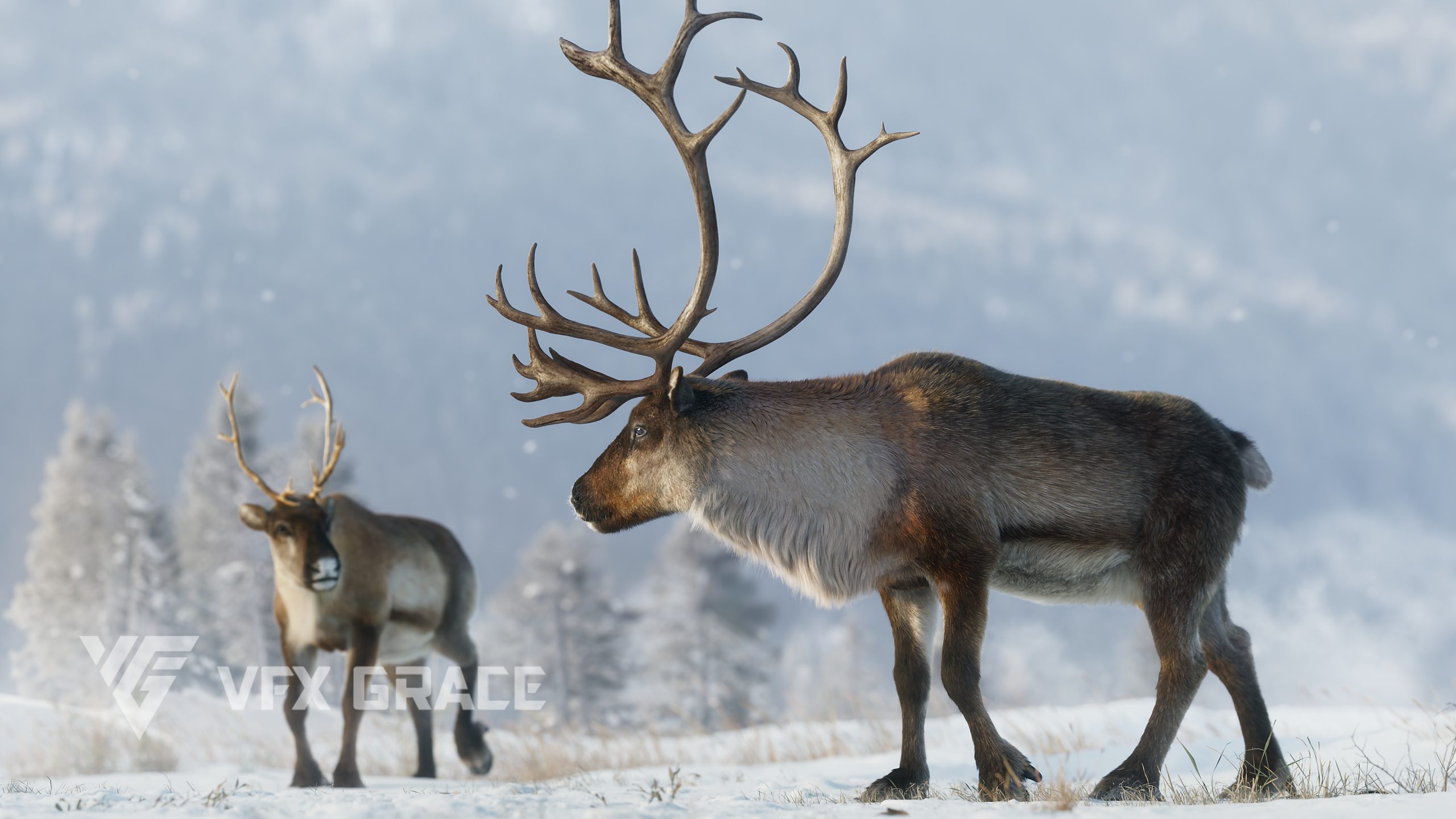 JF0KB27B9 ReinDeer Male Walk Display 4K scaled 1780389607