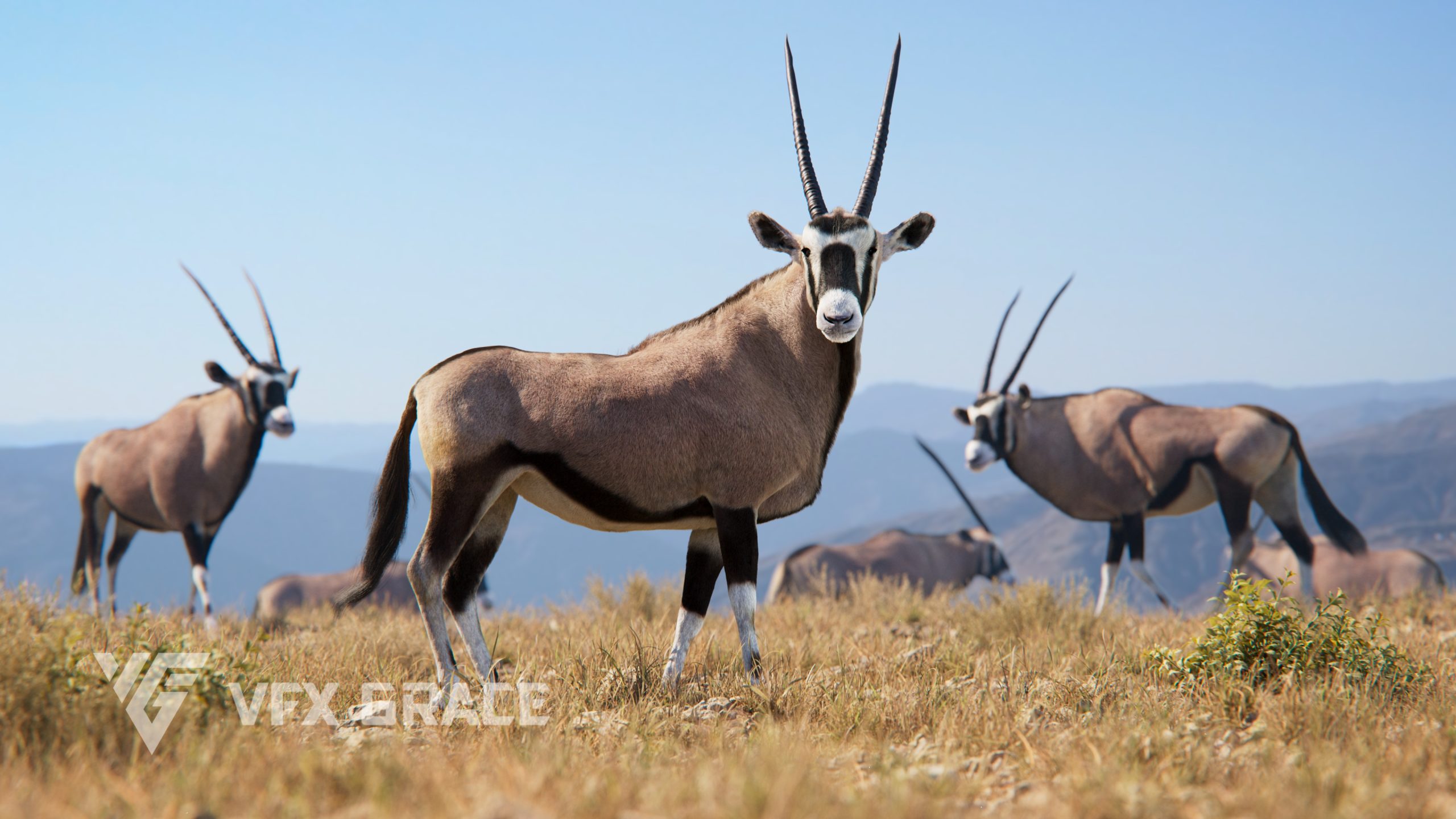 JU0L408A0 African oryx Display 02 scaled 1780388766