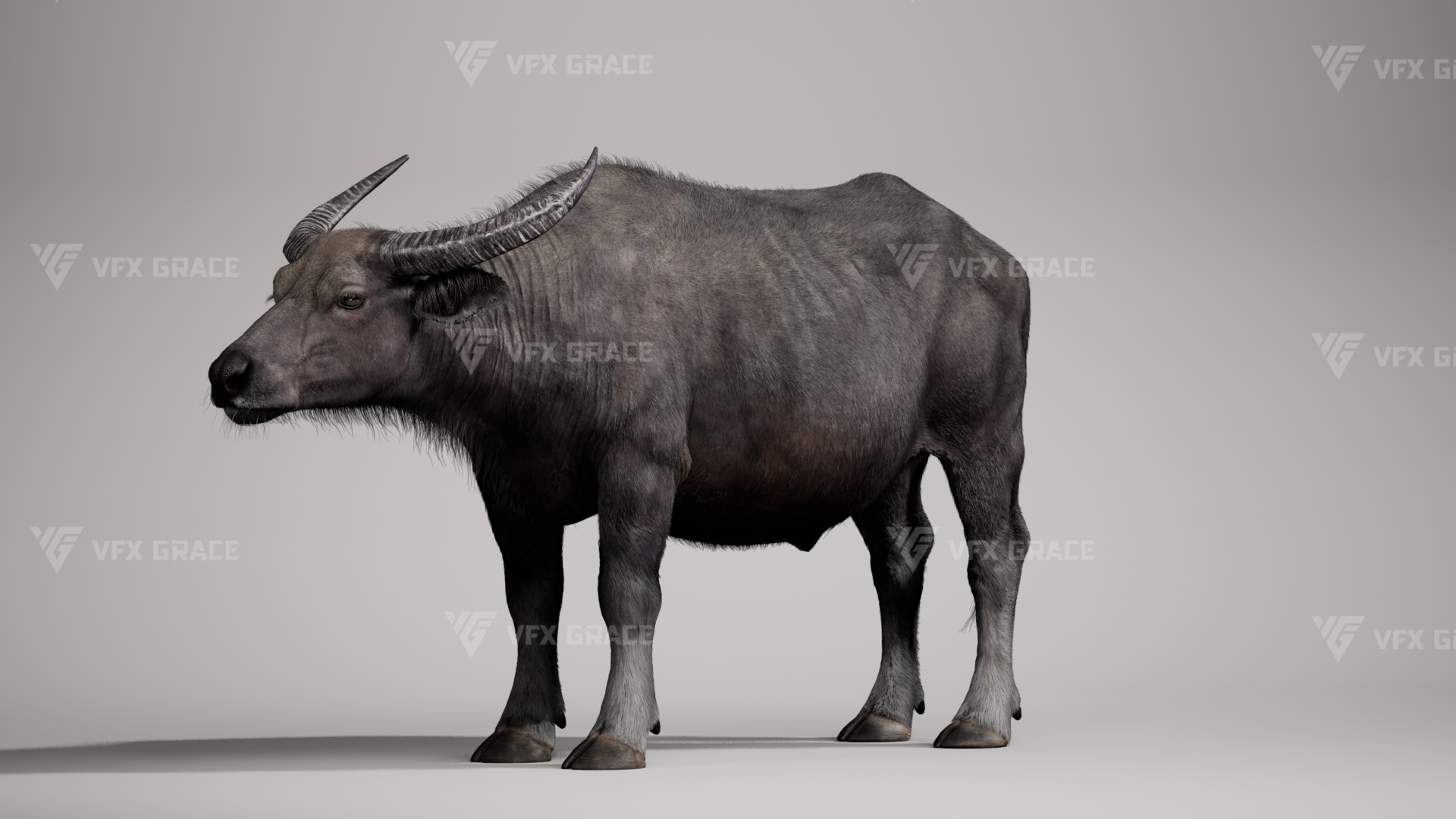 UE0P6I00 AsianBuffalo Effect map02 1780388345