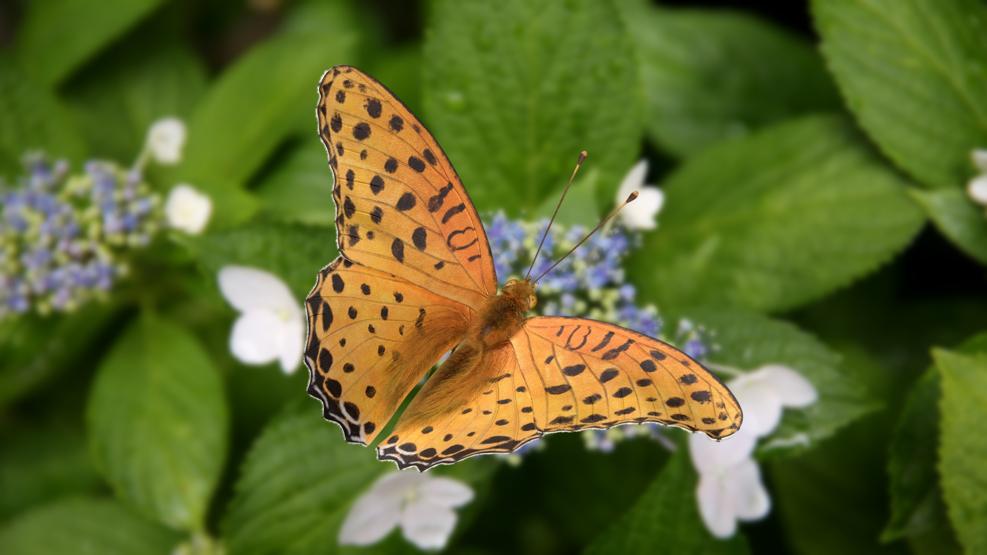 Argynnis hyperbius effect02 1784991603