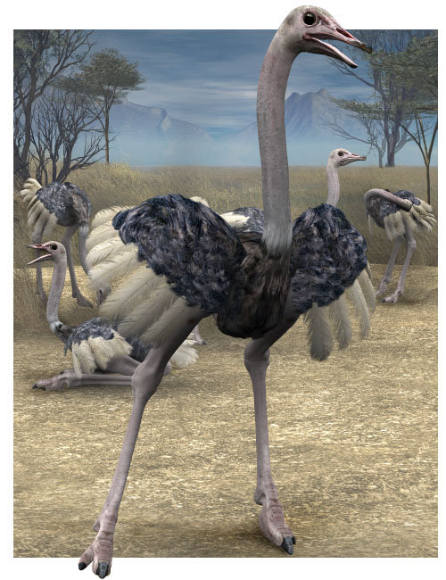 Noggin's Ostrich 1 https://new.imagehostx.com/upload/2026/09/17/noggin-s-ostrich-large_1789622672.jpg