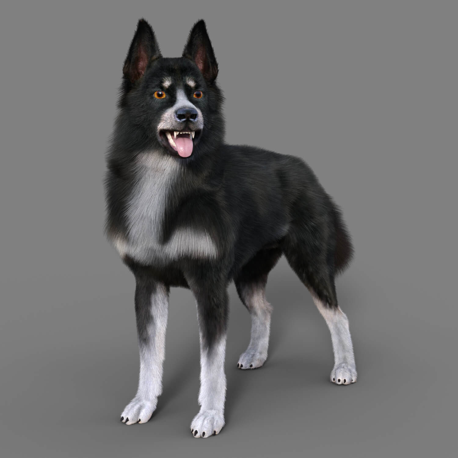 Border Collie for Dog nubis 1 https://new.imagehostx.com/upload/2026/09/25/border-collie-for-dog-nubis-01_1790357096.jpg