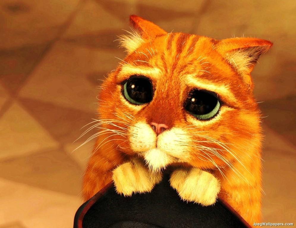 A cat pleading extremely hard for 3d goodies