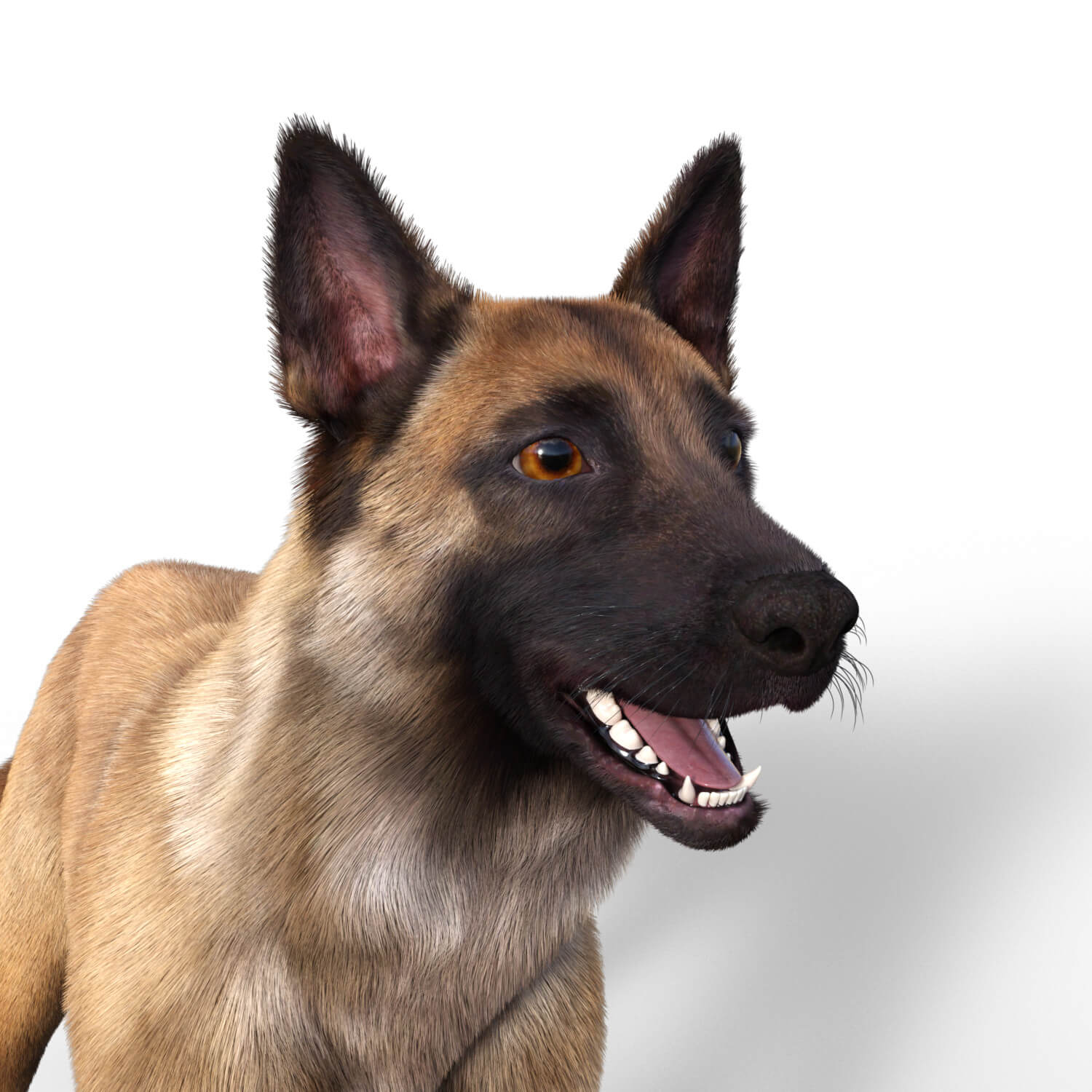 dog nubis 01 1792786023 1792919804
