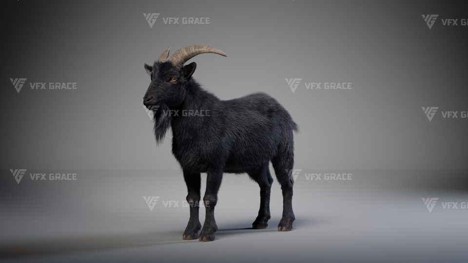 Black Goat 3D Model For Blender – Rigged With Fur & Animations [Request]
